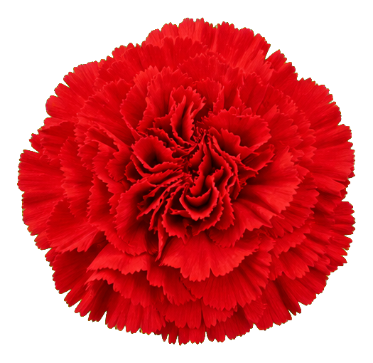 Preview for Scarlet Carnation Sticker