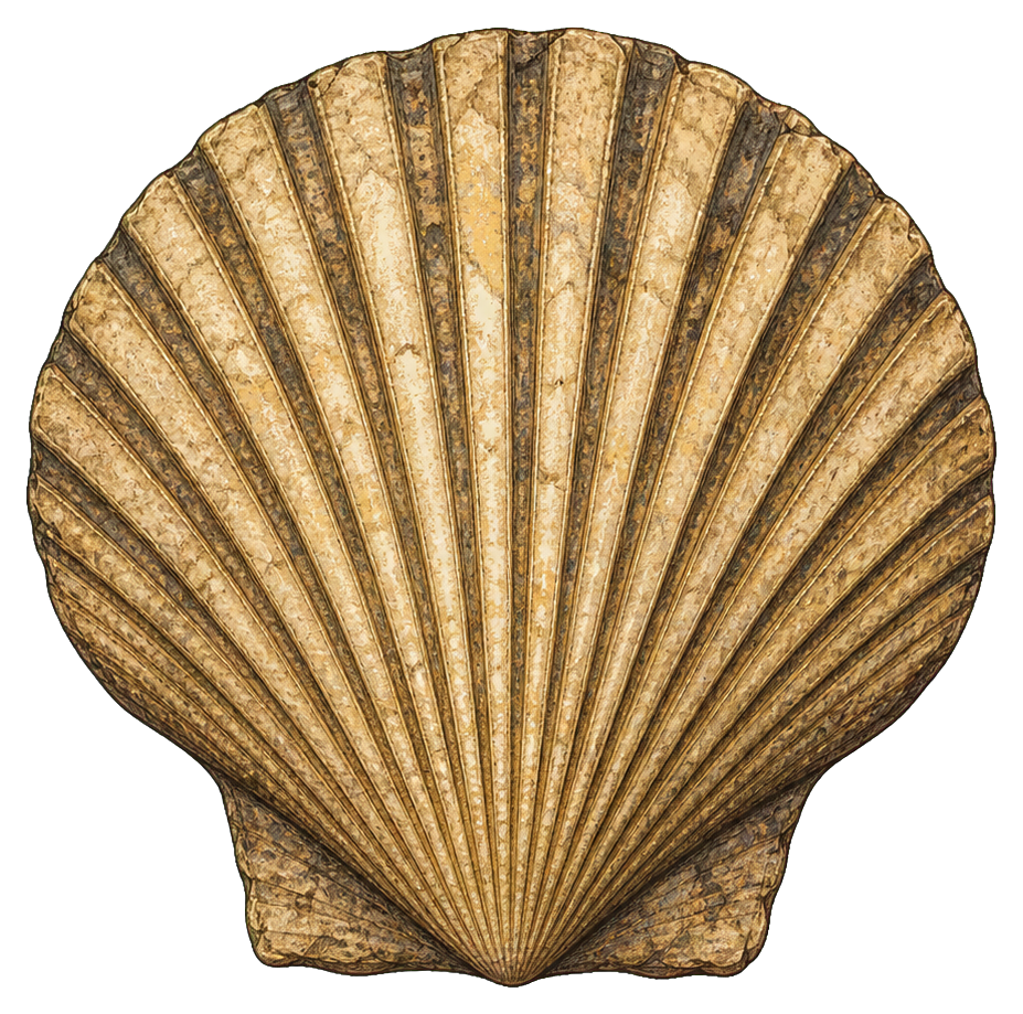Preview for Scallop Shell Sticker
