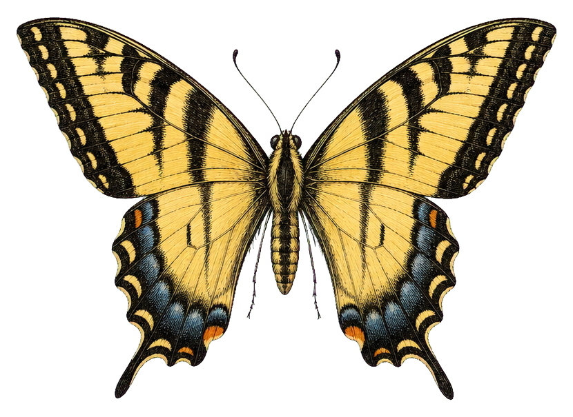 Preview for Eastern Tiger Swallowtail Sticker