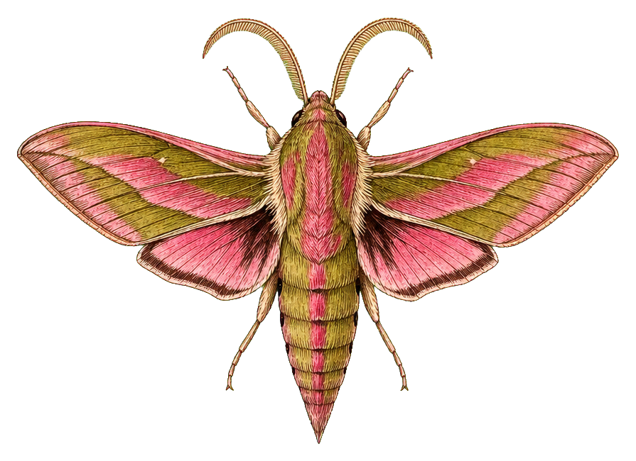 Vintage moth illustration with pink wings and a striped body on a transparent background.