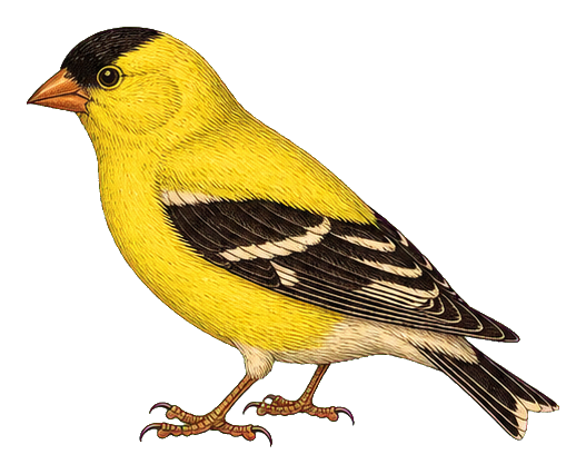 Preview for Vintage Bird Sticker Graphic