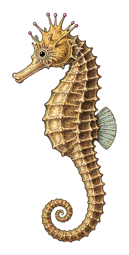 Preview for Vintage Seahorse Sticker Graphic