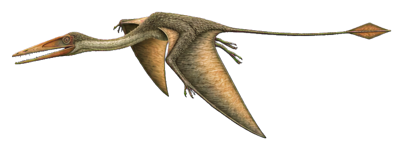 Preview for Diamond-tailed Rhamphorhynchus Sticker