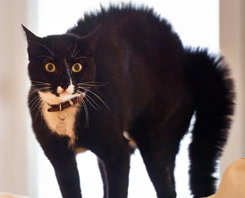 Preview for Black-domestic-cat-cat-meme-background-5012c