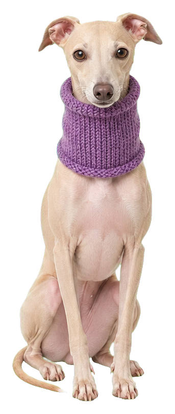 Italian greyhound sitting and wearing a purple winter snood.