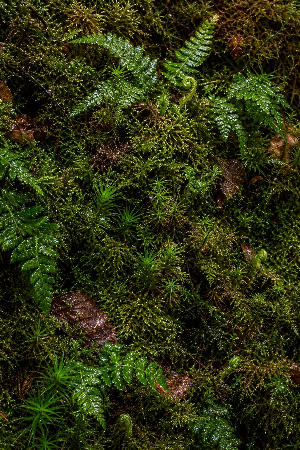 Preview for Autumn Green Haircap Moss Spires Background
