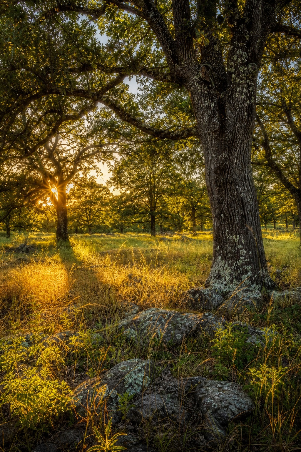 Preview for Sunlit Old Growth Forest Background