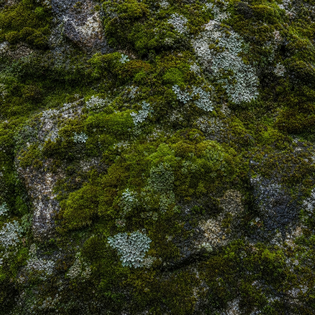 Dark stone surface covered with bright green moss texture