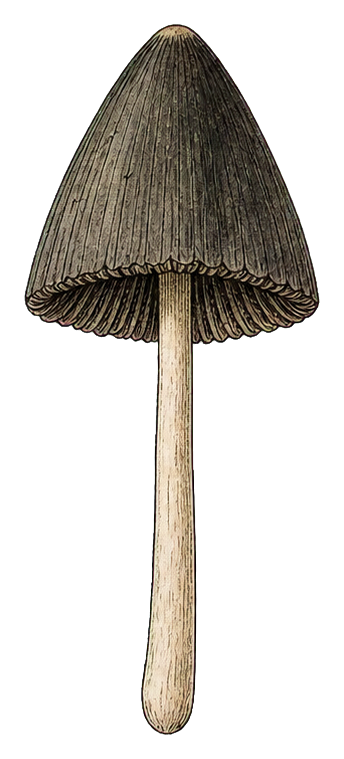 Preview for Ink Cap Mushroom Sticker