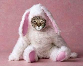 Preview for Cat-in-bunny-costume-easter-meme-background-e4915