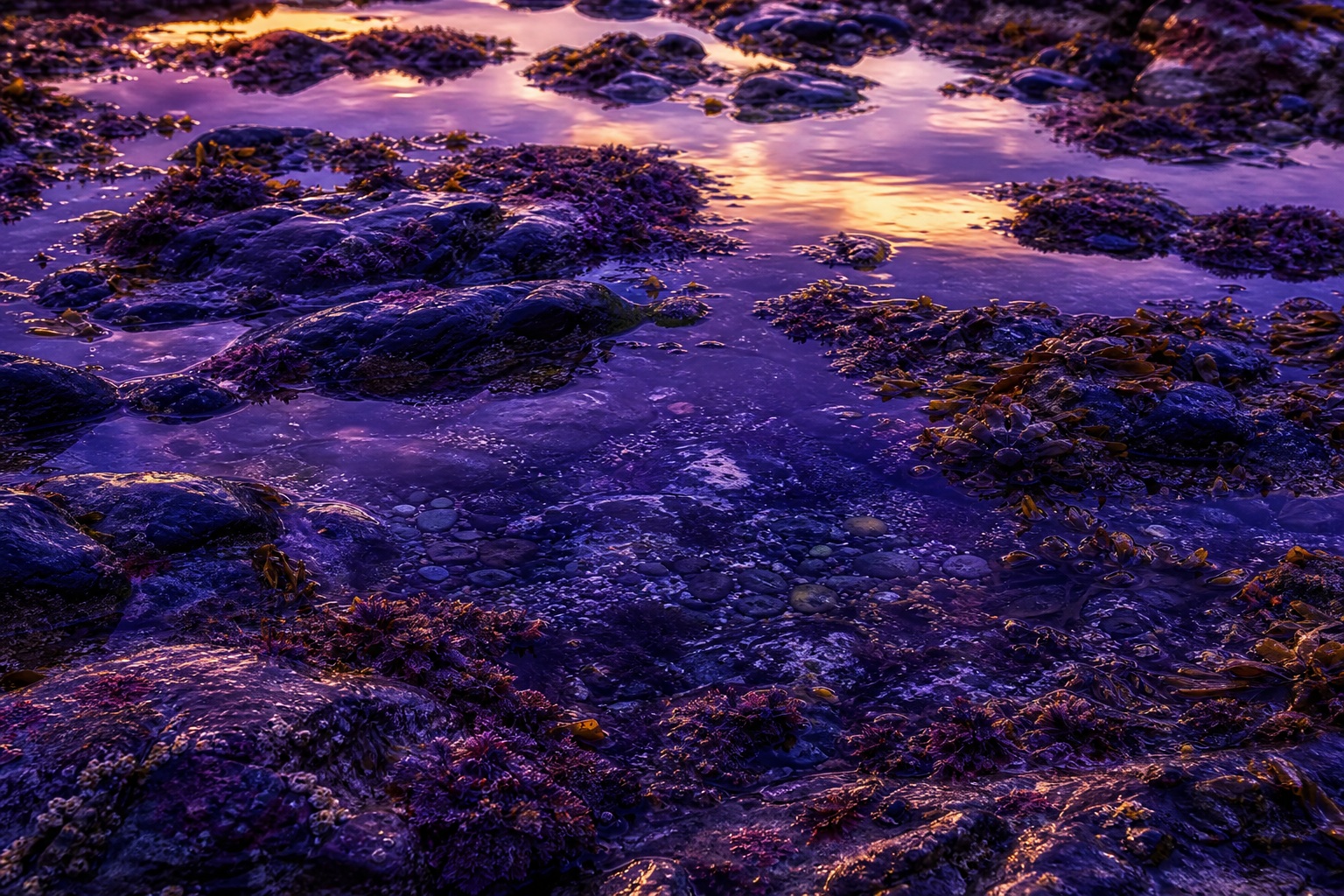 Preview for Violet Tide Pool Texture Stock Background