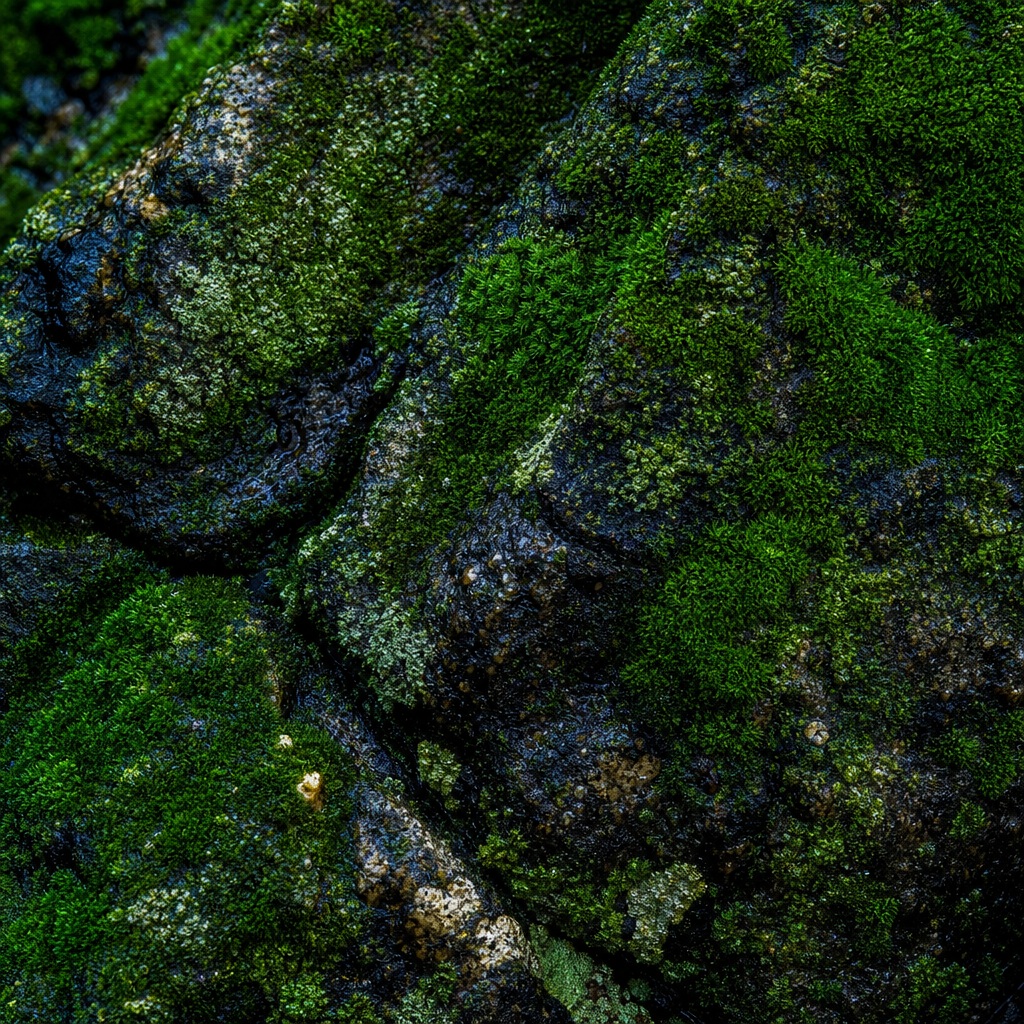 Preview for Moss Covered Stone Background