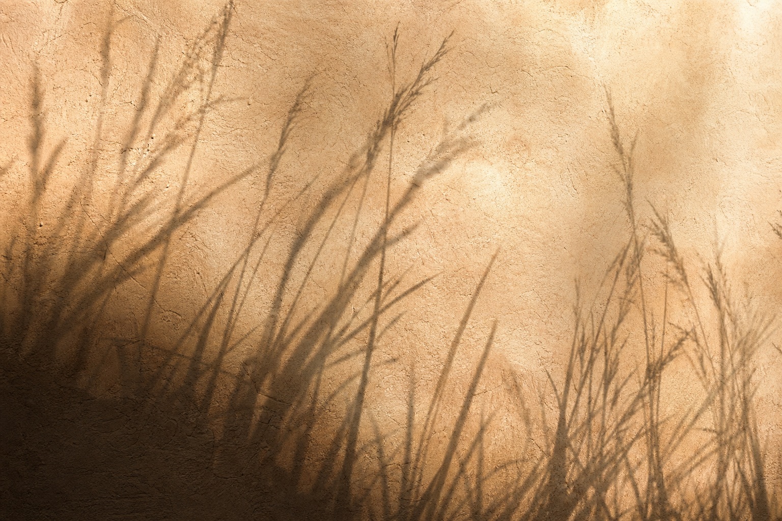 Grass and leaf shadows cast across a warm plaster wall.