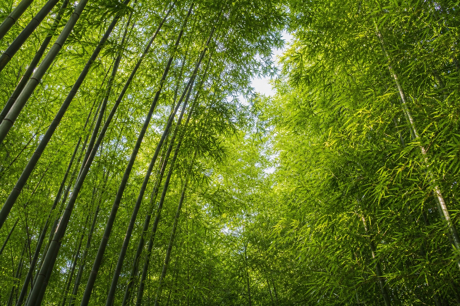 Preview for Spring Morning Bamboo Forest Background