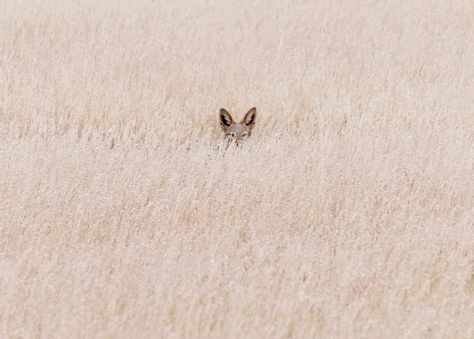 Preview for Rabbit-in-beige-field-dog-meme-background-8bb84