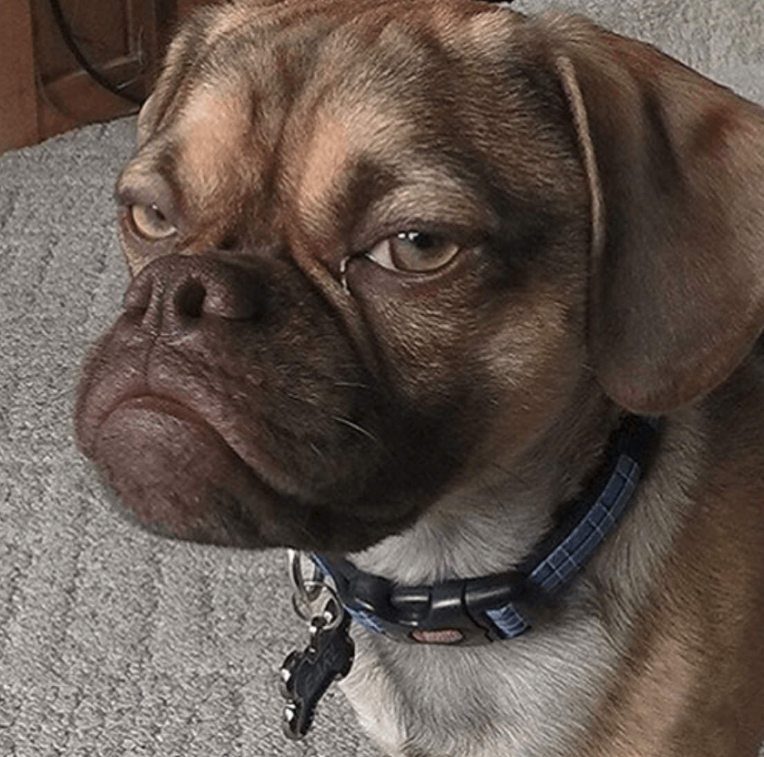 Preview for Brown-dog-portrait-dog-meme-background-7cc67