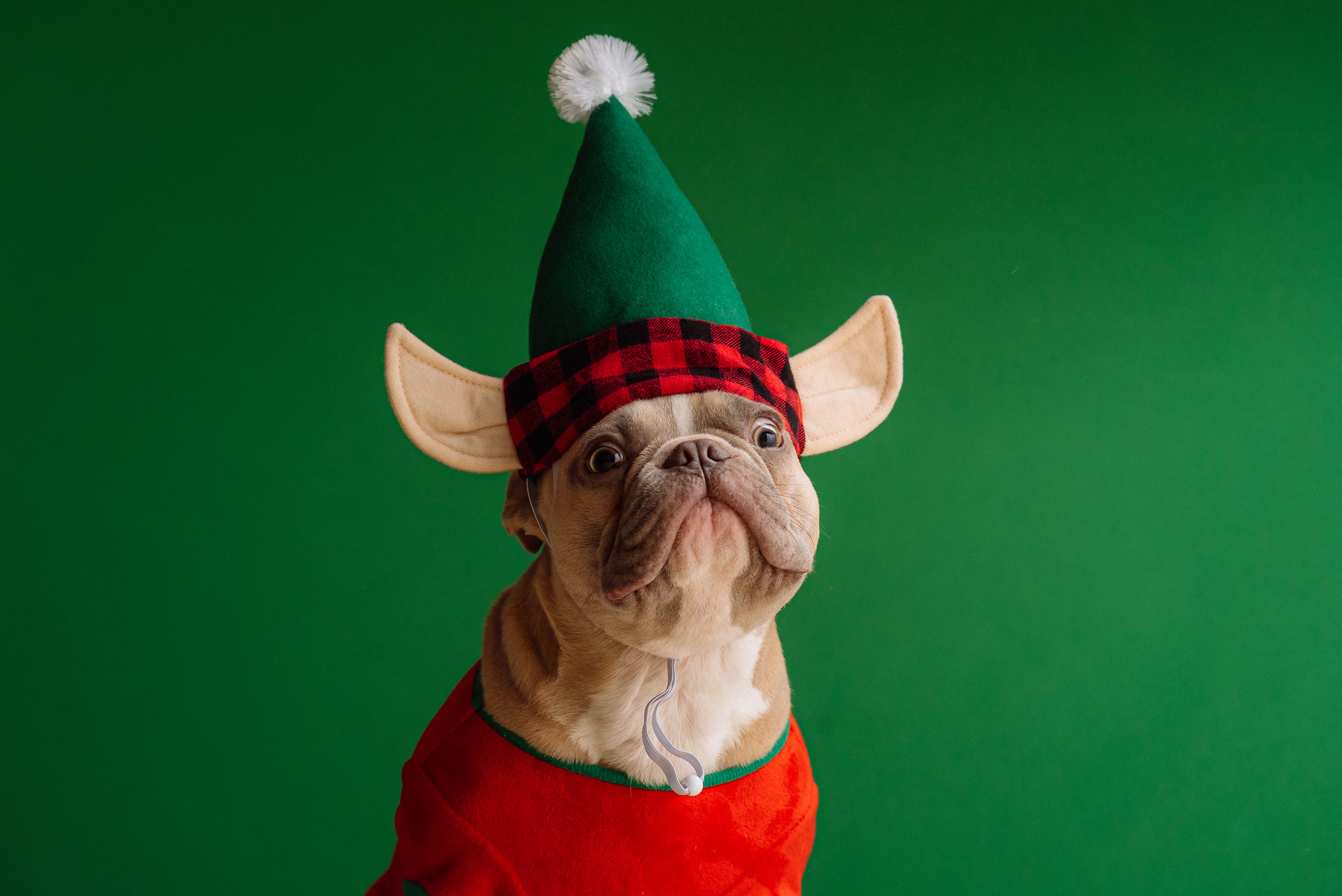Preview for Christmas-elf-dog-apparel-background-8b4ae