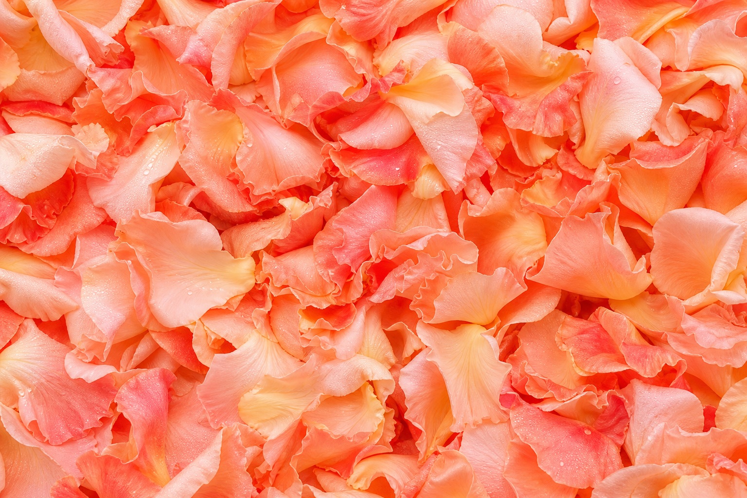 Close-up coral peach rose petals forming a soft romantic floral texture