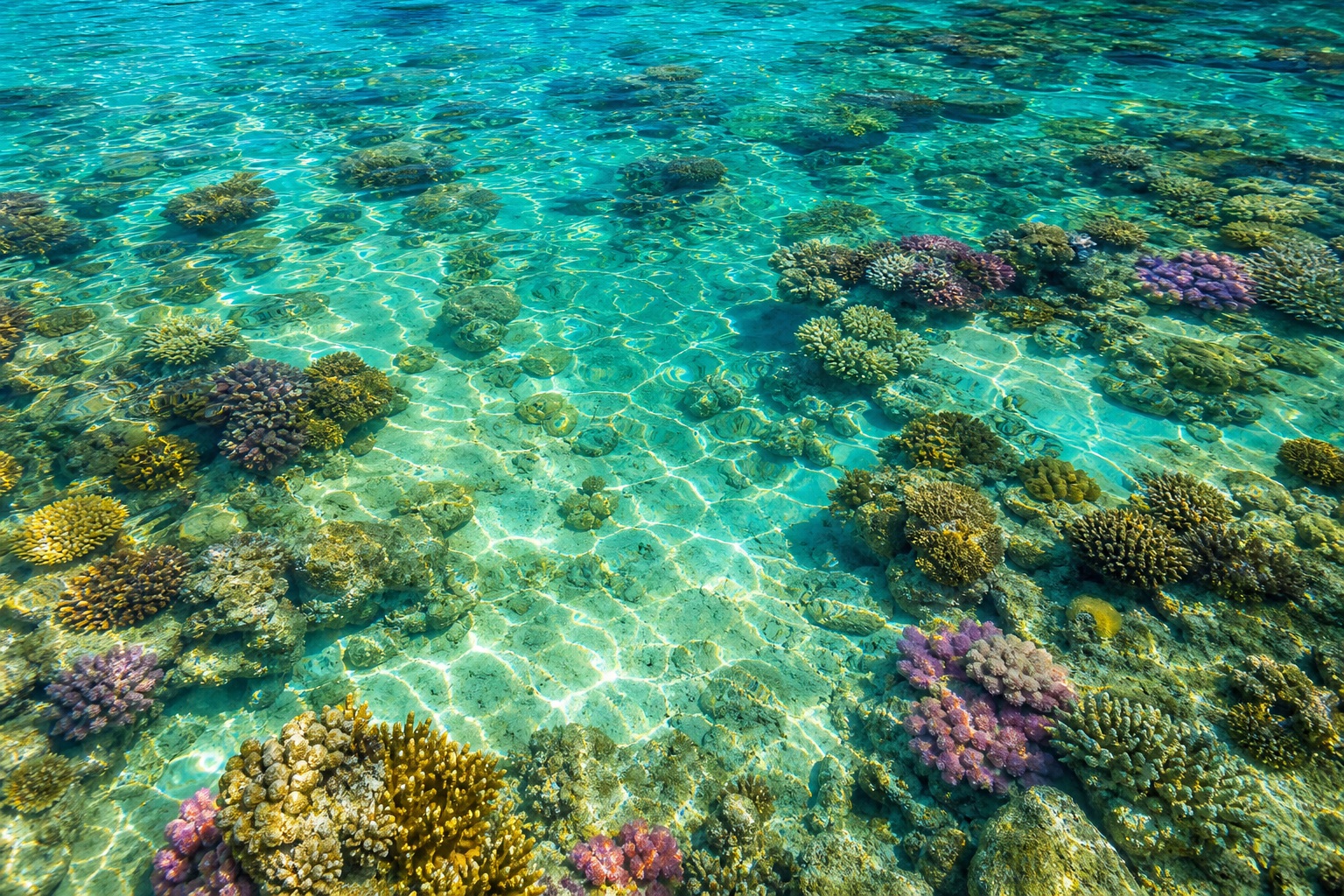 Preview for Tropical Reef Water Stock Background