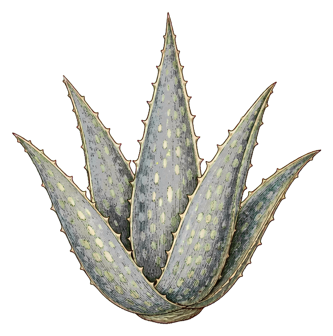 Vintage aloe plant illustration with spotted green leaves and pointed tips