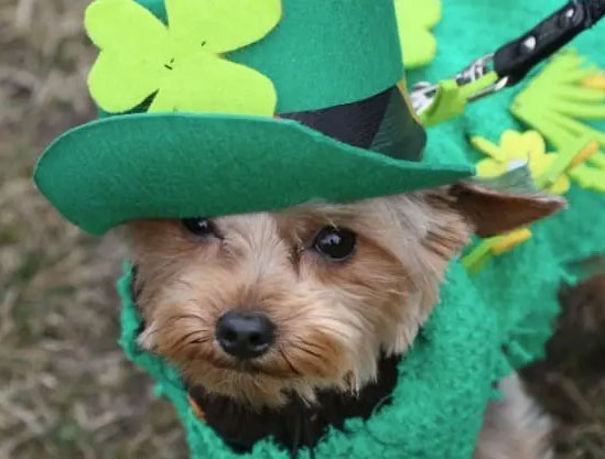 Preview for Lucky-dog-st-patricks-day-costume-background-25726