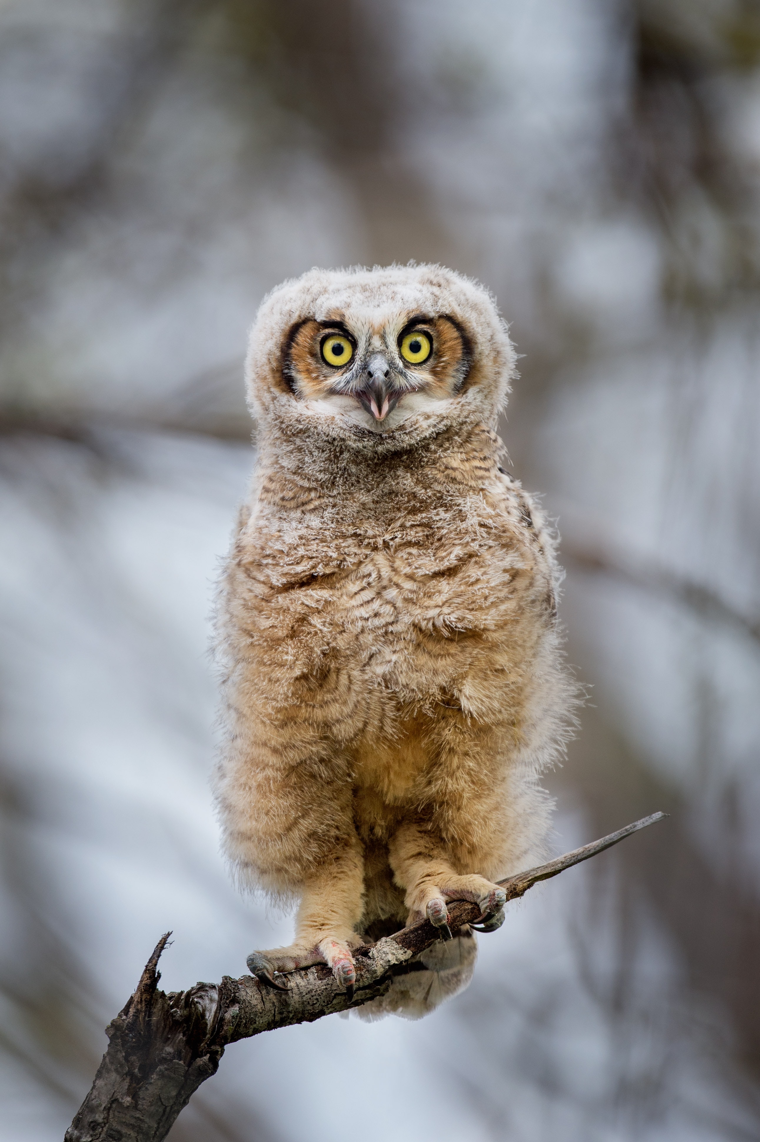 Preview for Young-owl-on-branch-animal-background-4eced