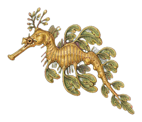 Preview for Vintage Sea Dragon Sticker
