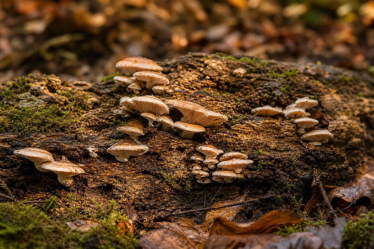 Shelf fungi growing along mossy bark on a warm forest floor.