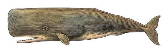 Preview for Sperm Whale Vintage Sticker Graphic