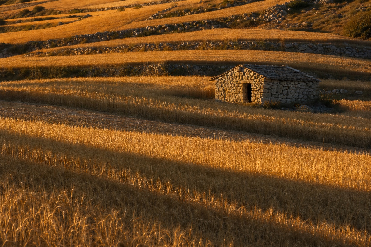 Preview for Golden Farmland Landscape Background