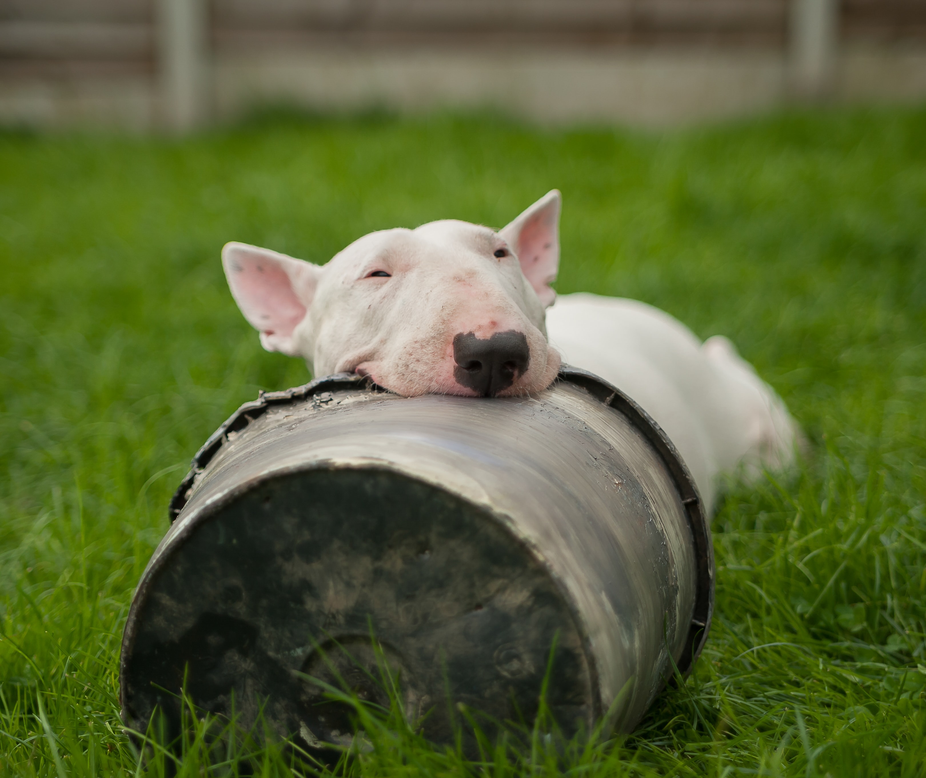 Preview for Bull-terrier-dog-rest-tunnel-animal-background-6880b