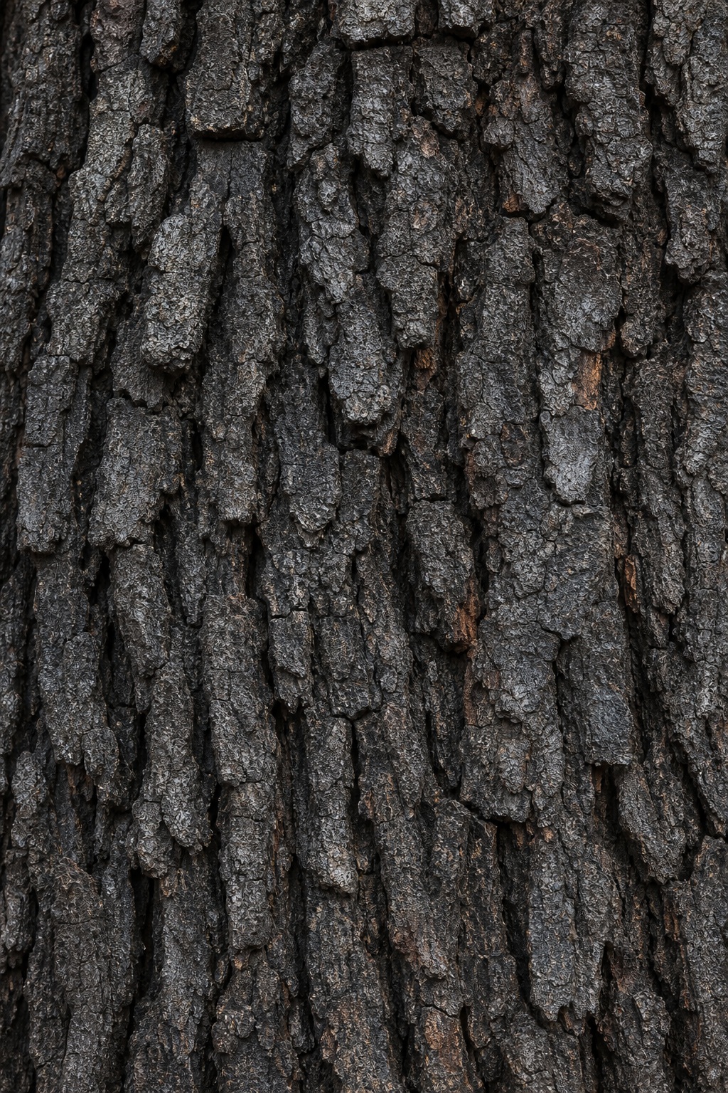 Close-up of dark charcoal oak bark with rough, weathered texture