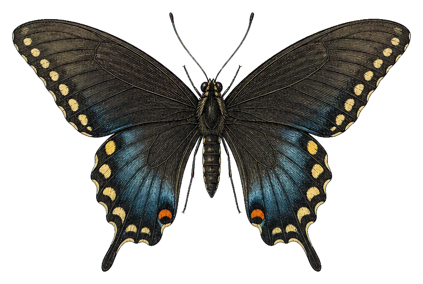 Preview for Pipevine Swallowtail Sticker