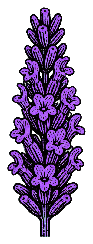 Bold purple lavender spike with layered flowers and stems