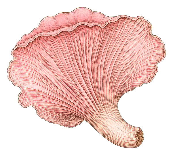Preview for Pink Oyster Mushroom Sticker