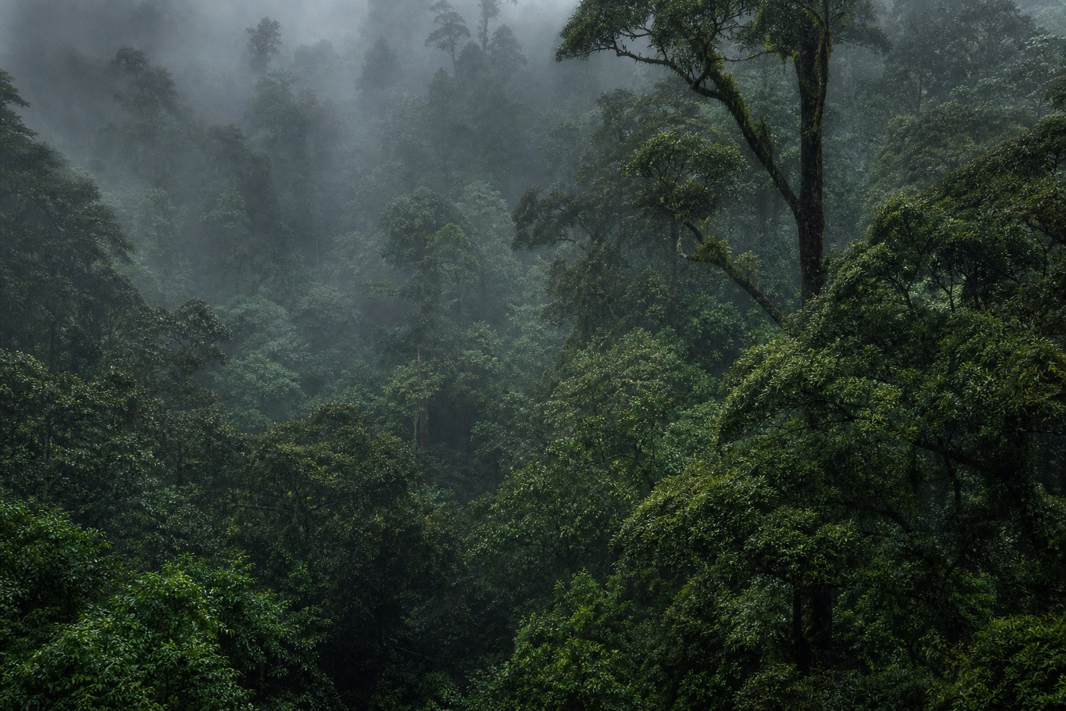 Preview for Misty Deep Green Forest Background