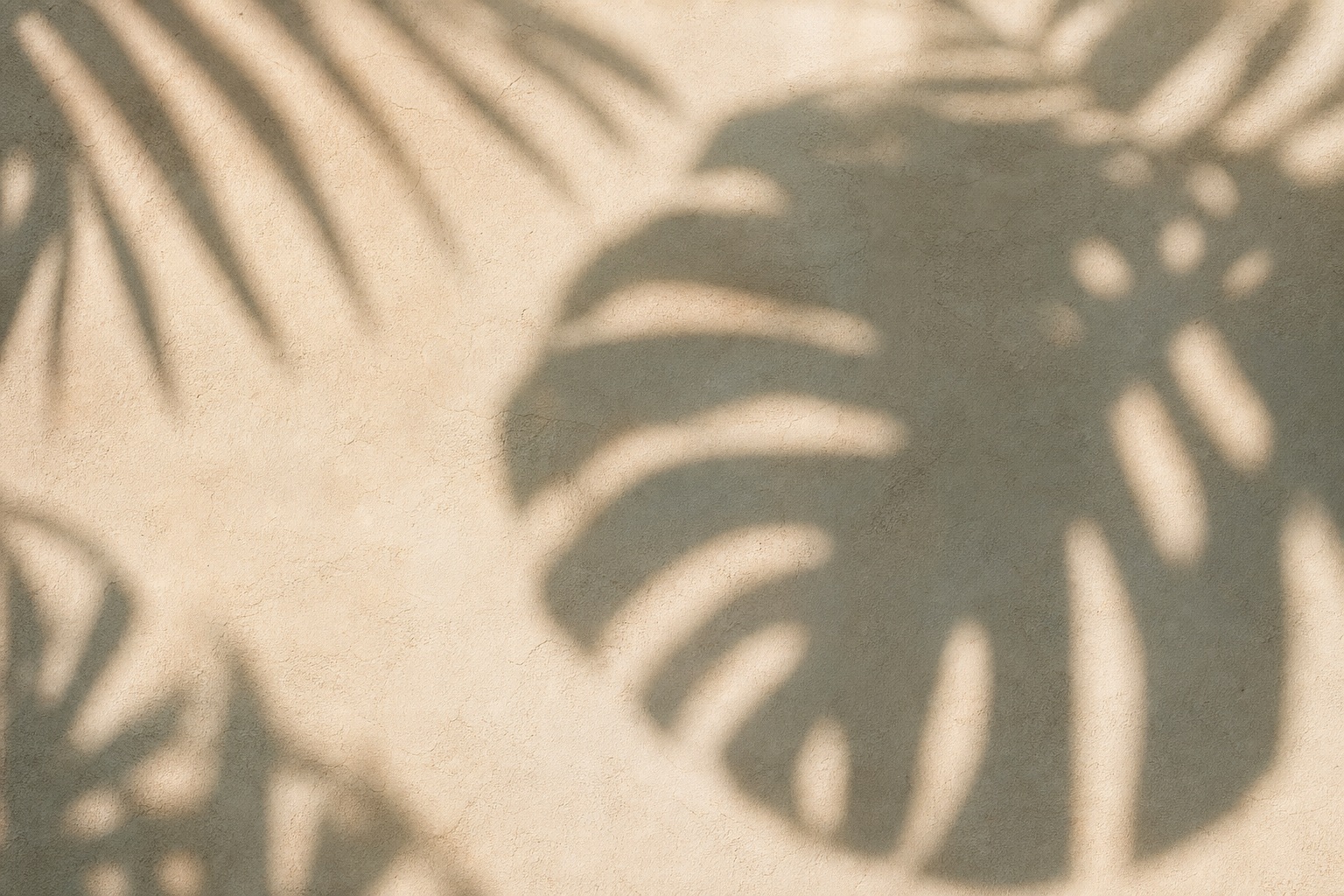 Preview for Tropical Leaf Shadow Stock Background