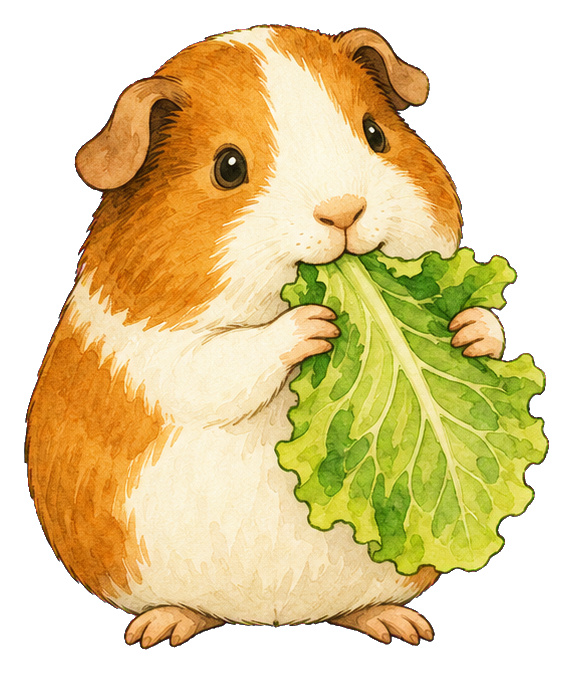 Preview for Guinea Pig Eating Lettuce