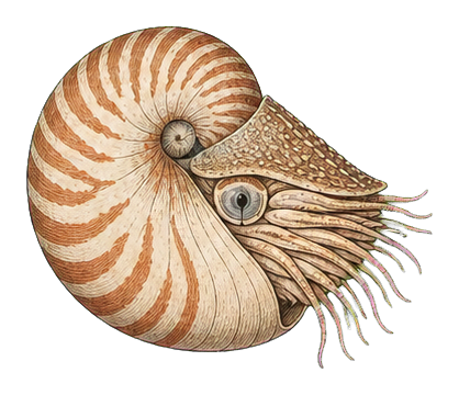 Preview for Nautilus Vintage Marine Life Sticker