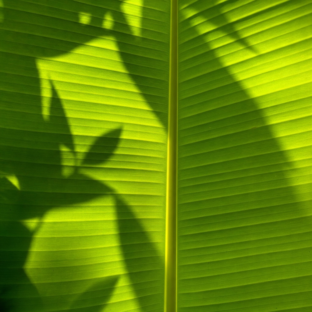 Green banana leaf veins with a soft tropical leaf shadow and sunlight.