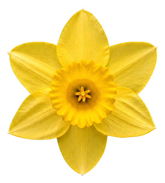 Preview for Yellow Daffodil Sticker