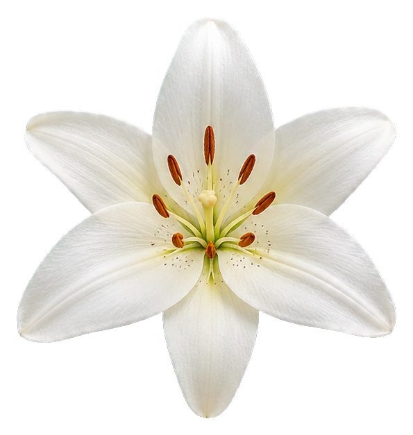 Preview for White Asiatic Lily Sticker