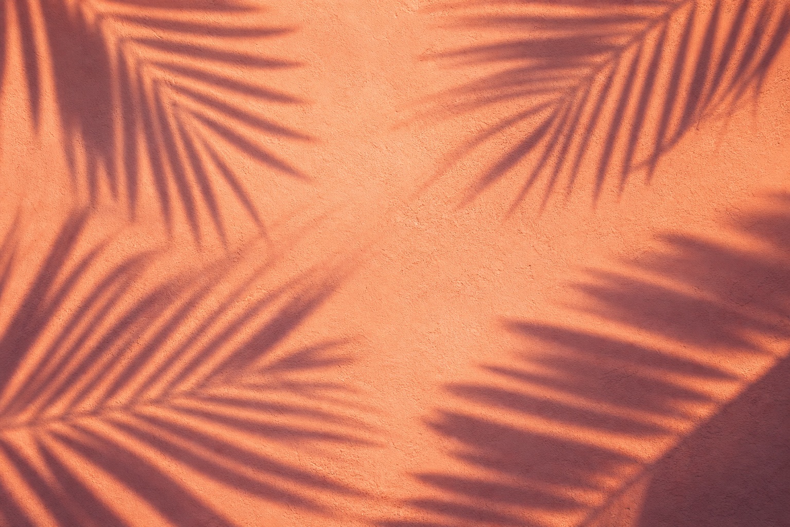 Preview for Peach Coral Palm Shadow Background