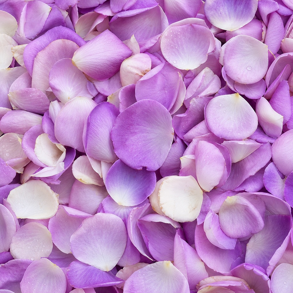 Scattered lavender and white rose petals forming a soft romantic floral background