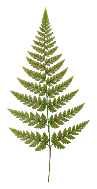 Realistic green fern frond with a long stem and layered leaflets on transparent background