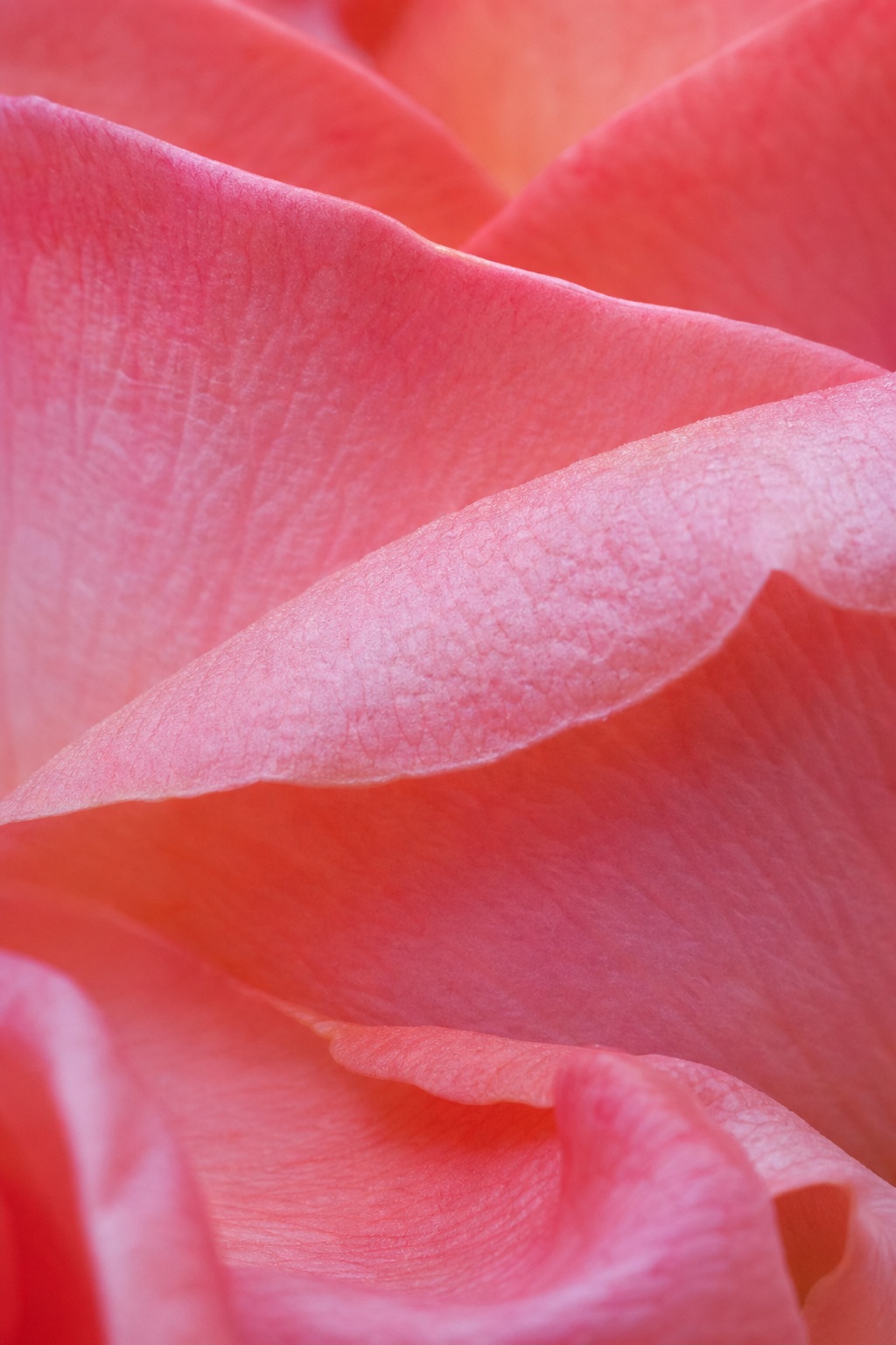 Preview for Pink Rose Petal Texture Background