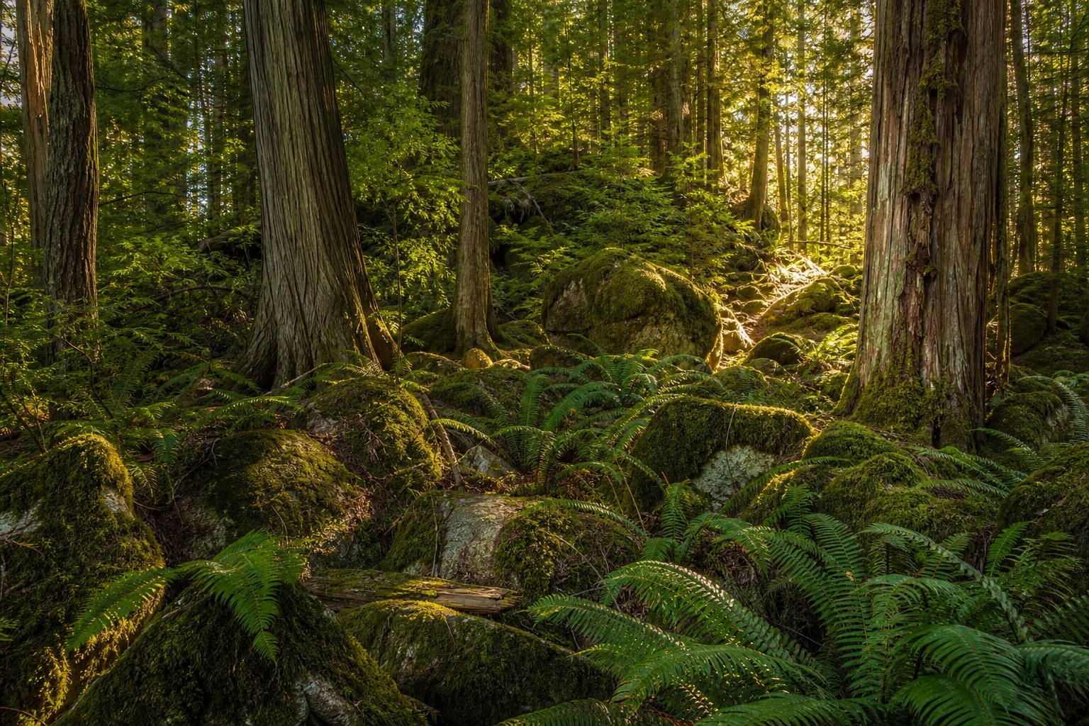 Preview for Dappled Forest Light Background