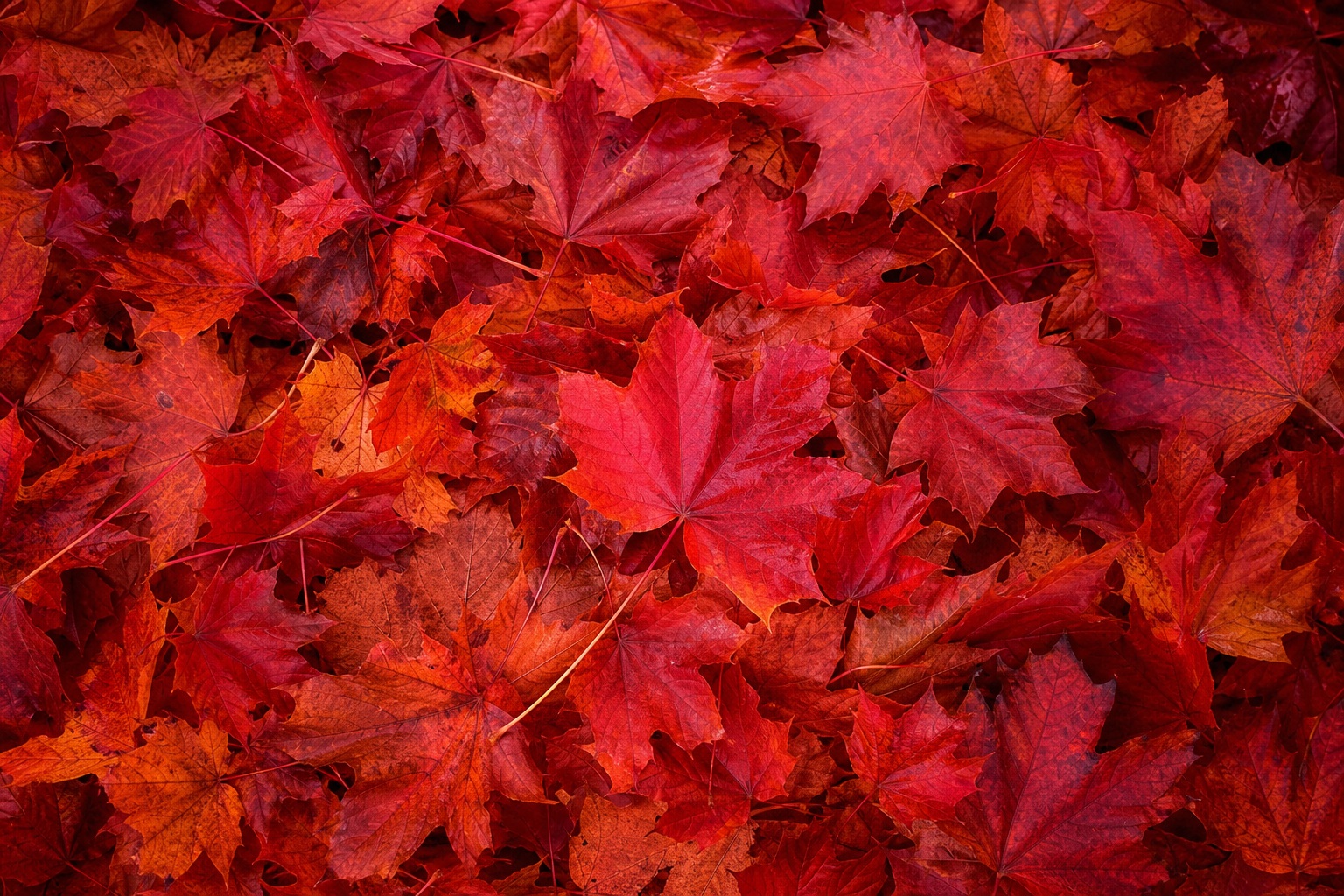 Preview for Red Maple Leaves Background