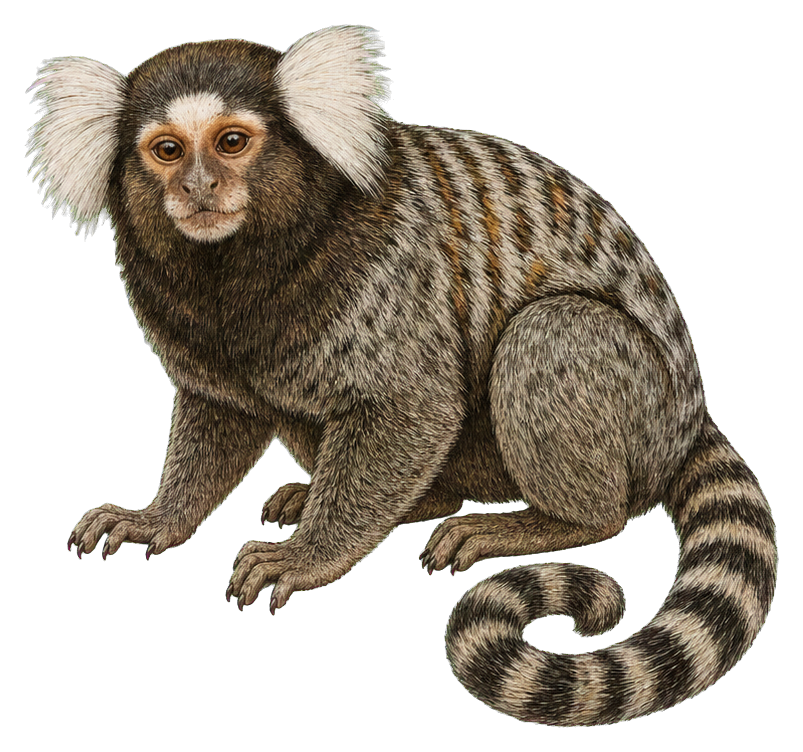 Preview for Common Marmoset Vintage Sticker