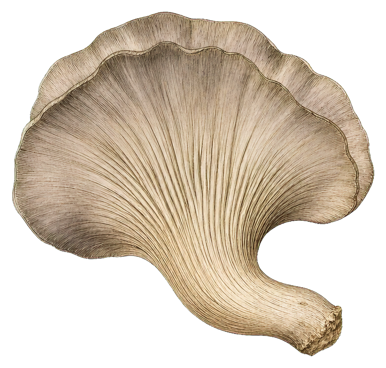 Preview for Oyster Mushroom Sticker Graphic